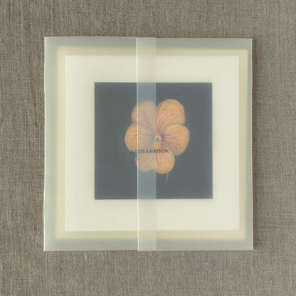Tiger-Eye Pansy Correspondence Card | Blank Botanical Note Card
